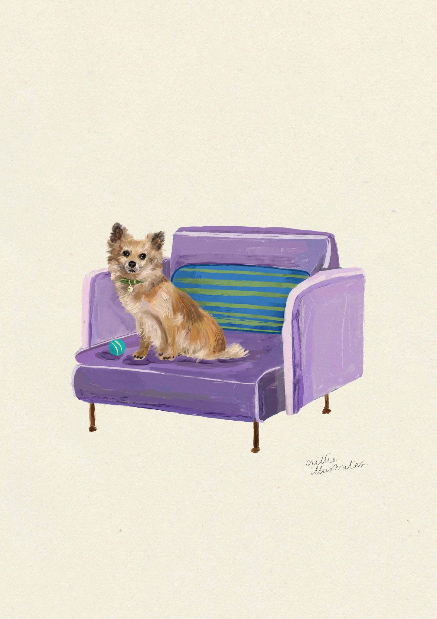 Long Haired Chihuahua