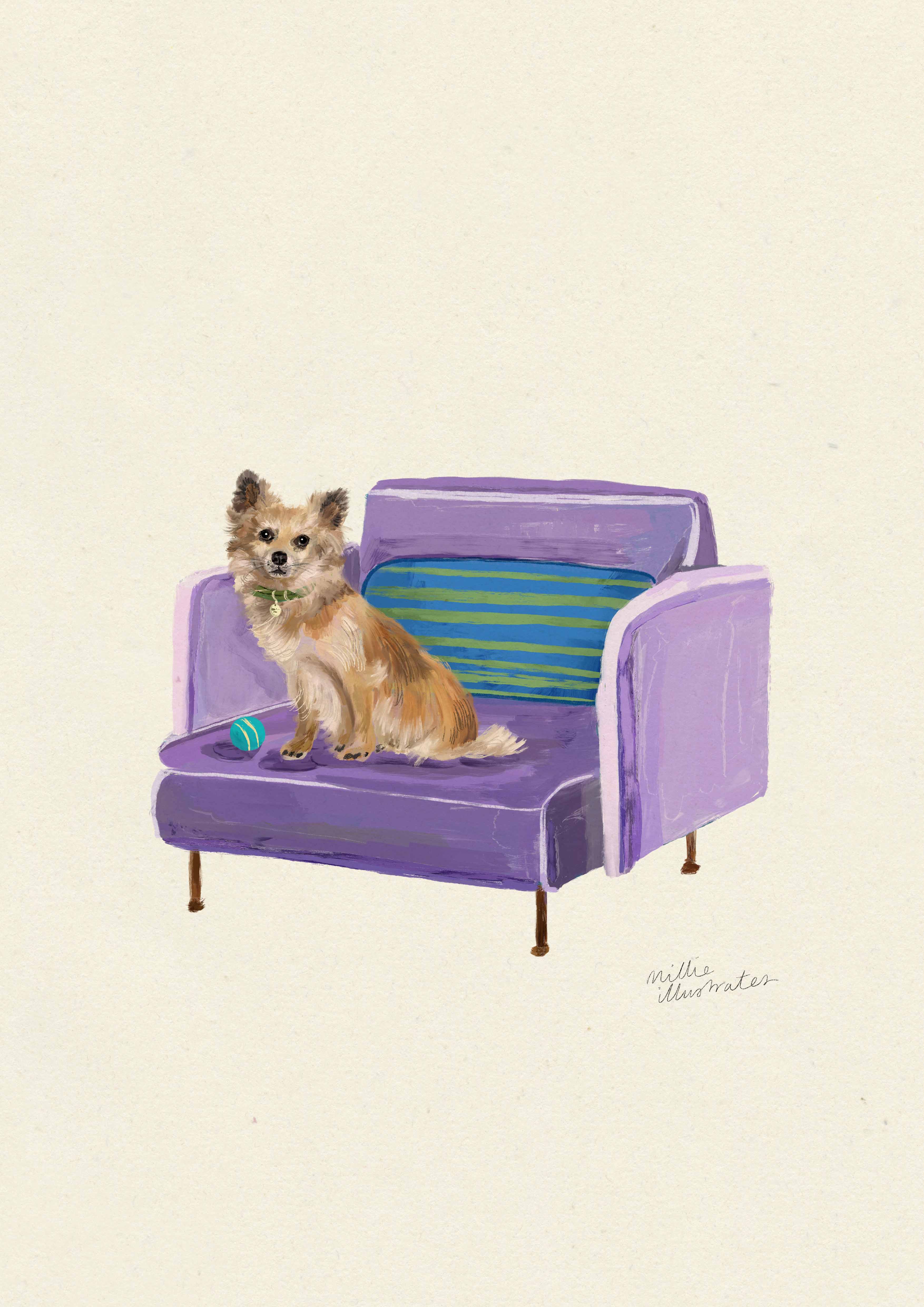 Long Haired Chihuahua