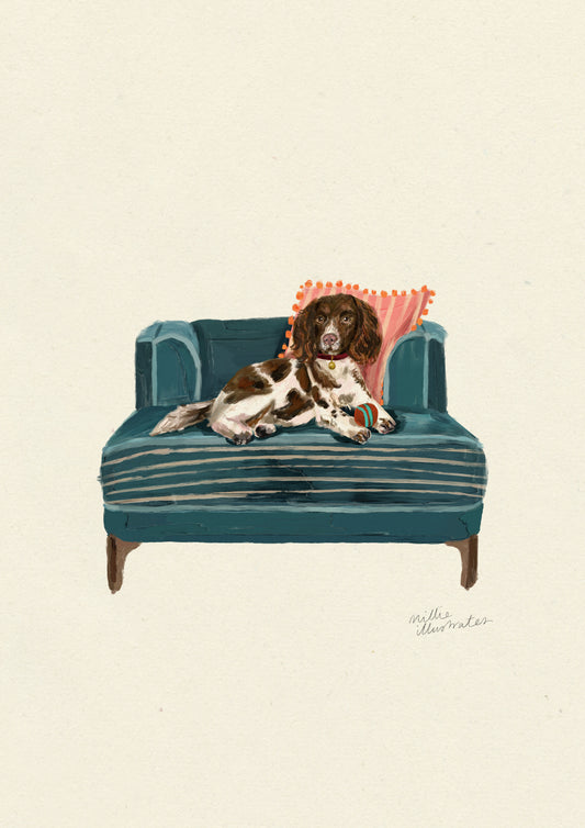Springer Spaniel