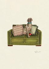 Weimaraner