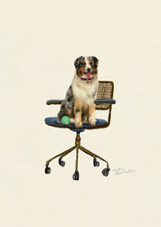 Australian Shepherd