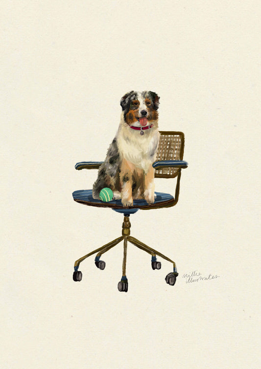 Australian Shepherd