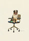 Australian Shepherd
