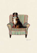 Bernese Mountain Dog