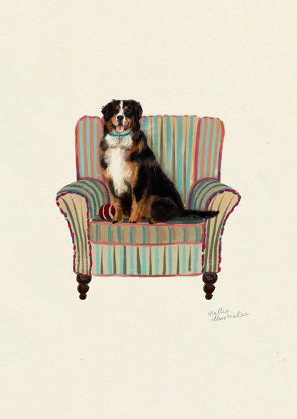 Bernese Mountain Dog