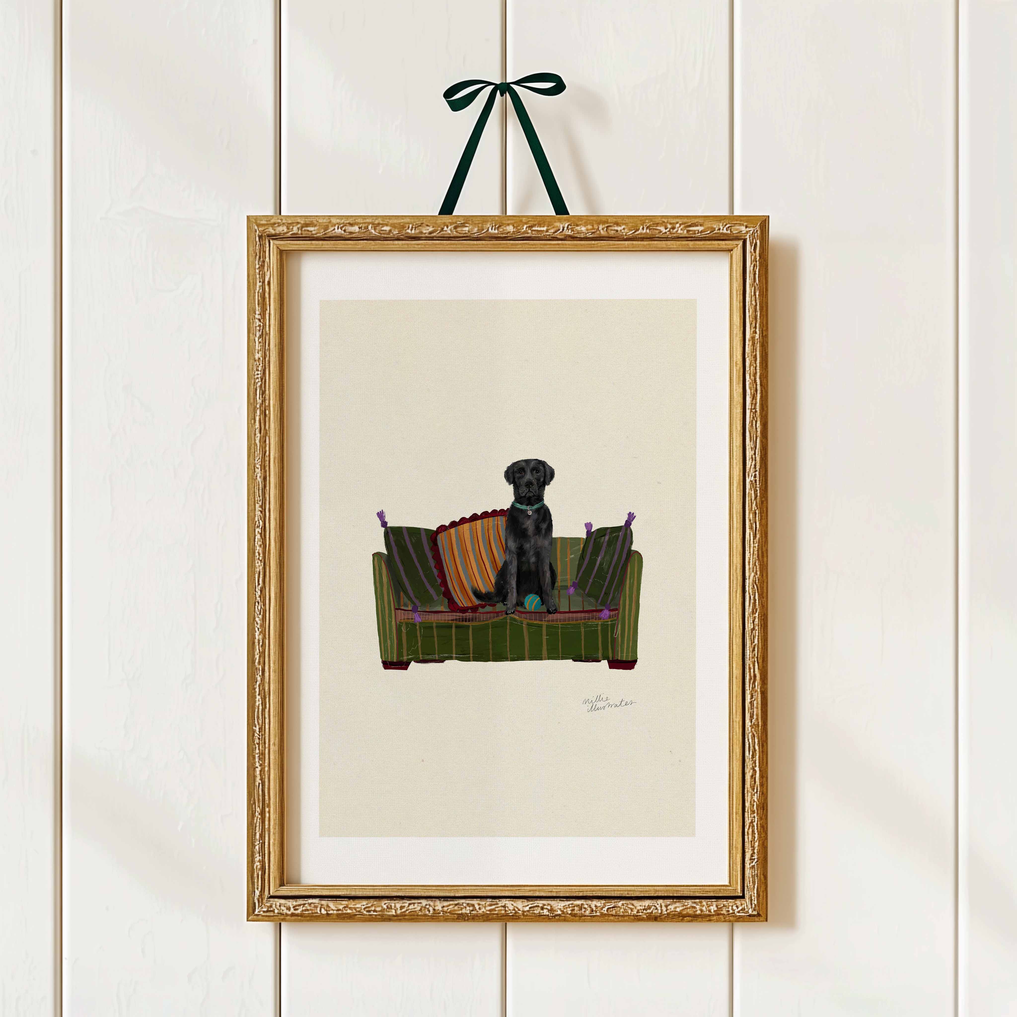 Black Labrador