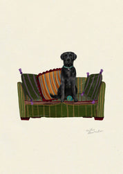 Black Labrador