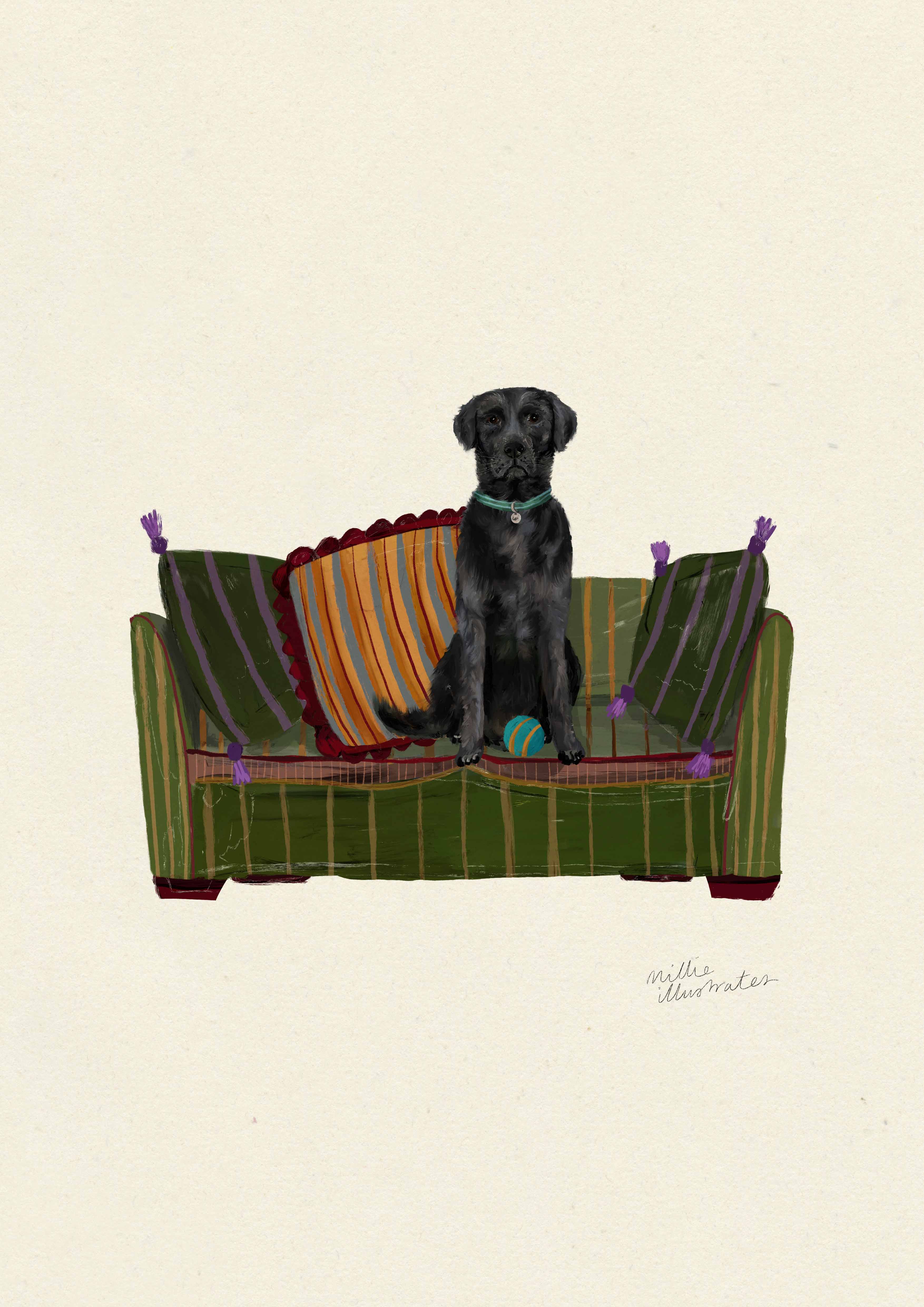 Black Labrador