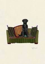 Black Labrador