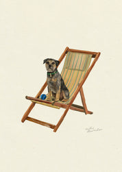 Border Terrier