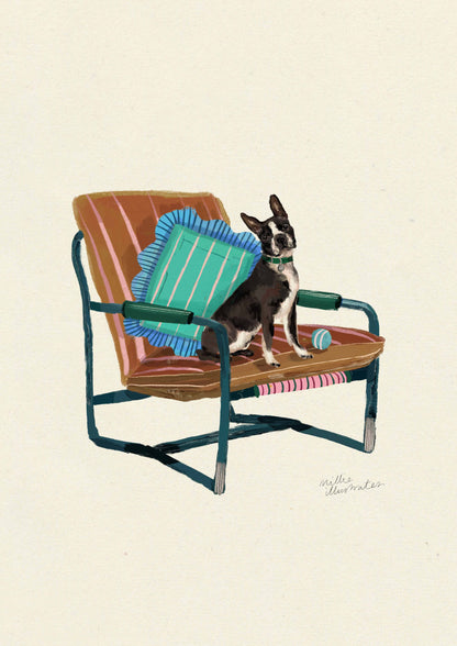 Boston Terrier