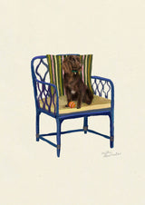 Boykin Spaniel