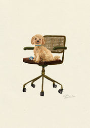 Cockapoo