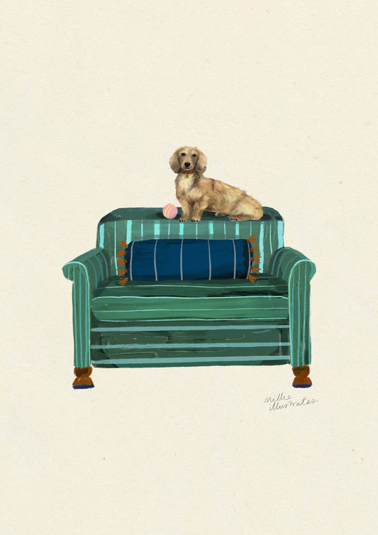 Long Haired Cream Dachshund