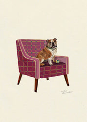 English Bulldog