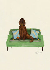 Irish Setter