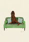 Irish Setter