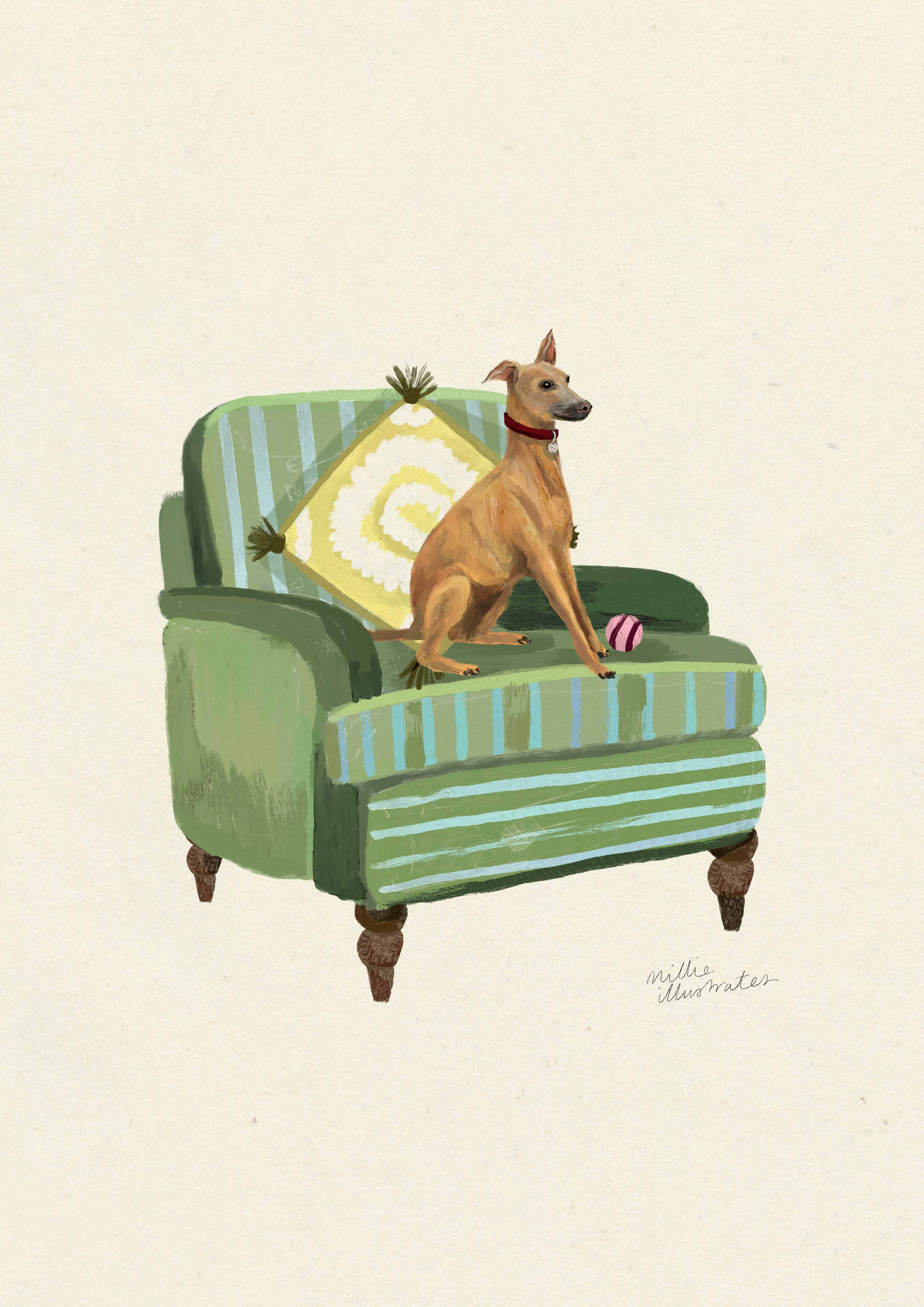 Italian Greyhound