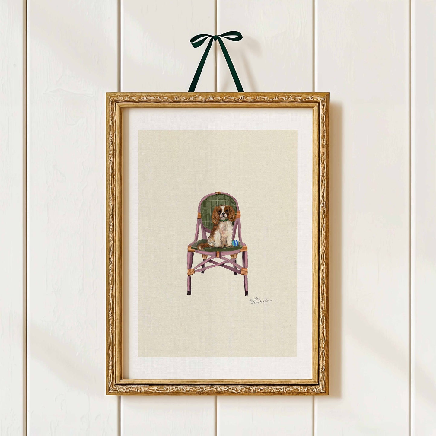 Cavalier King Charles Spaniel - Blenheim