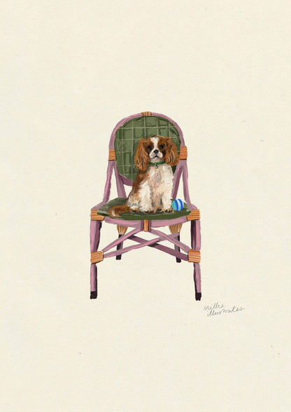 Cavalier King Charles Spaniel - Blenheim