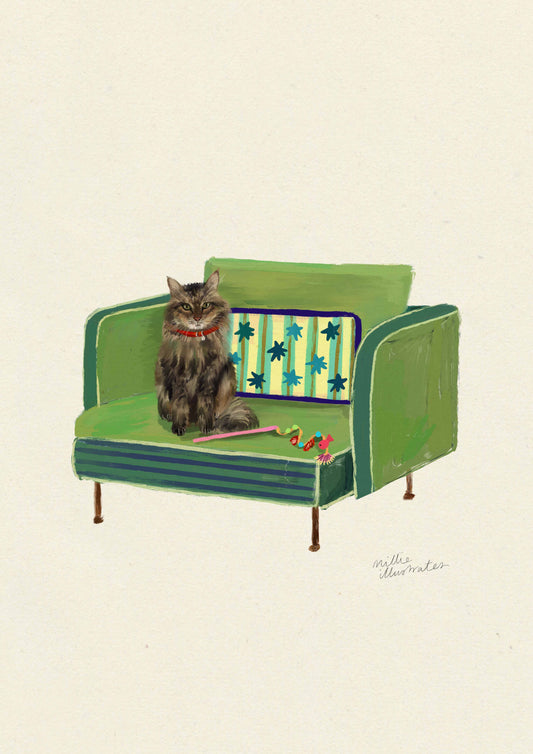 Tabby Long Haired - Domestic