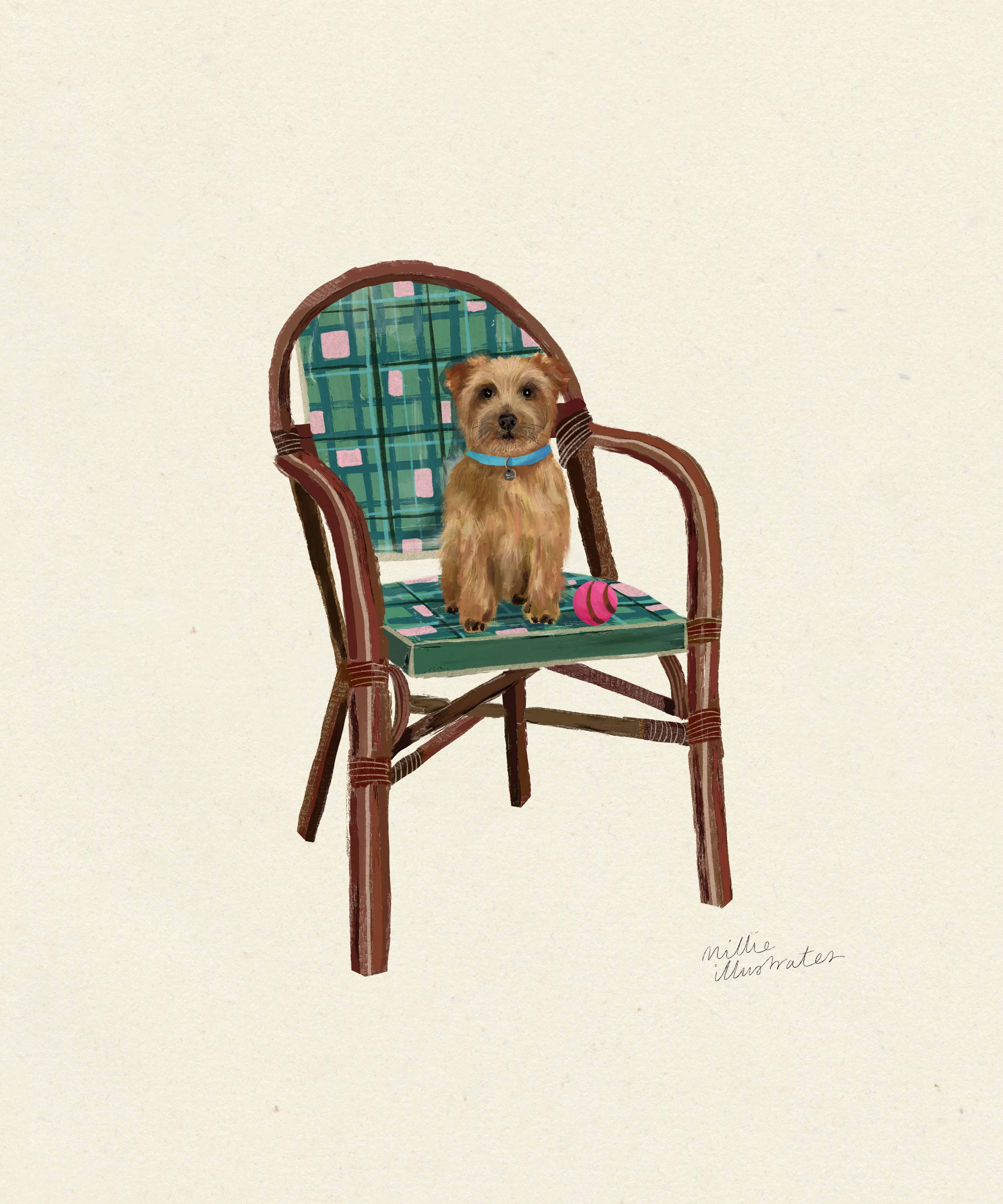 norfolkterrier.jpg