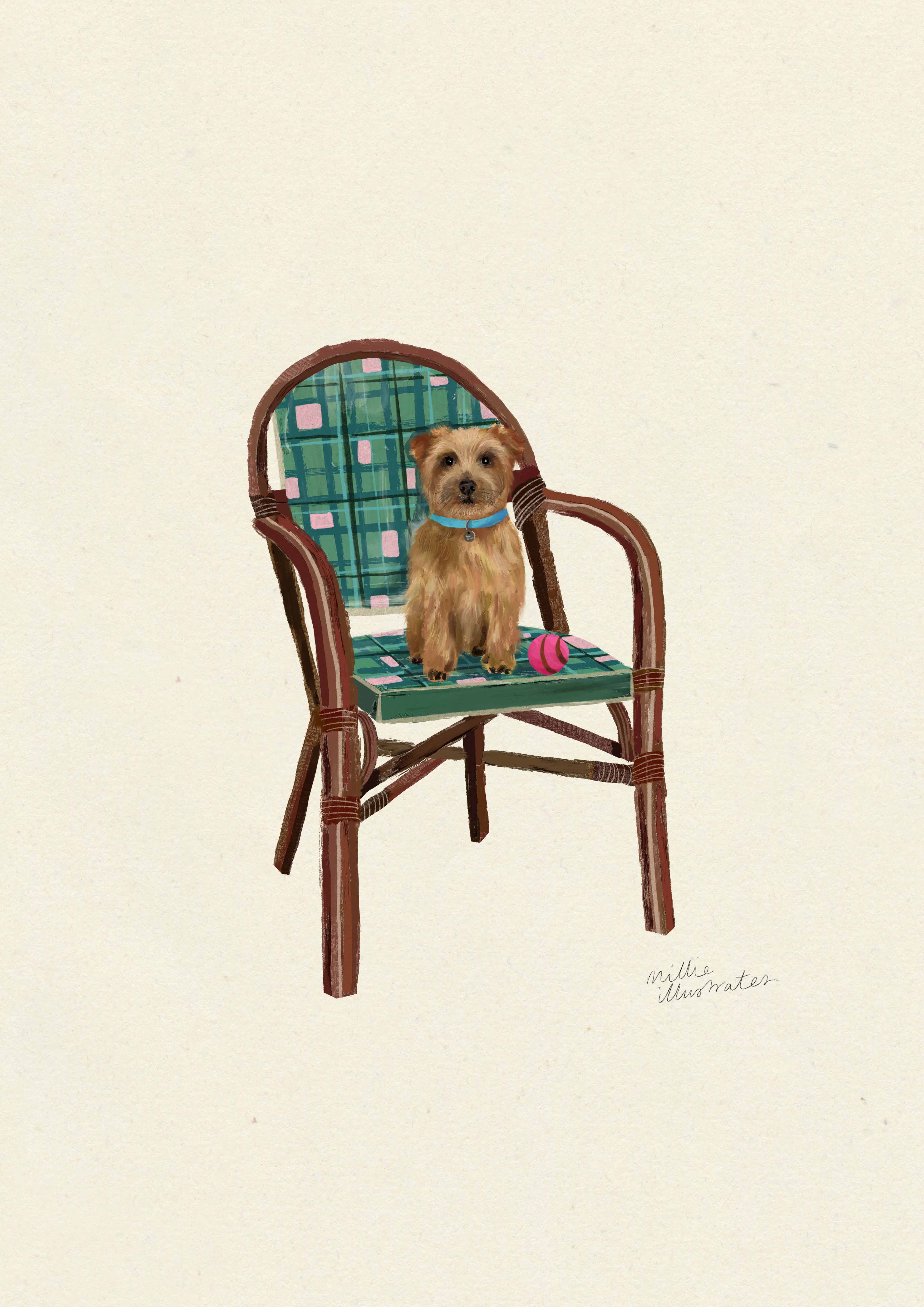 Norfolk Terrier