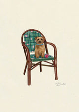 Norfolk Terrier
