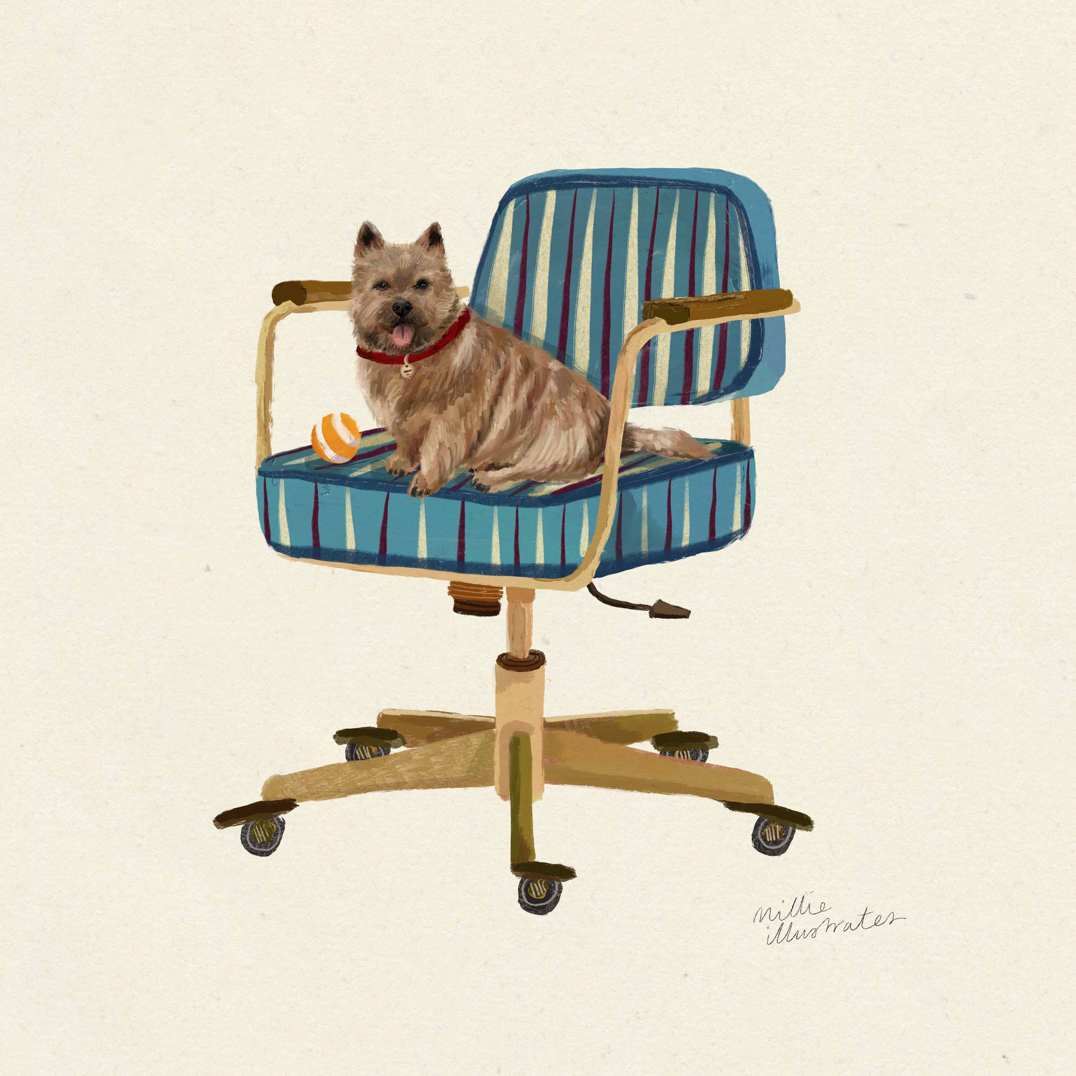 norwichterrier.jpg
