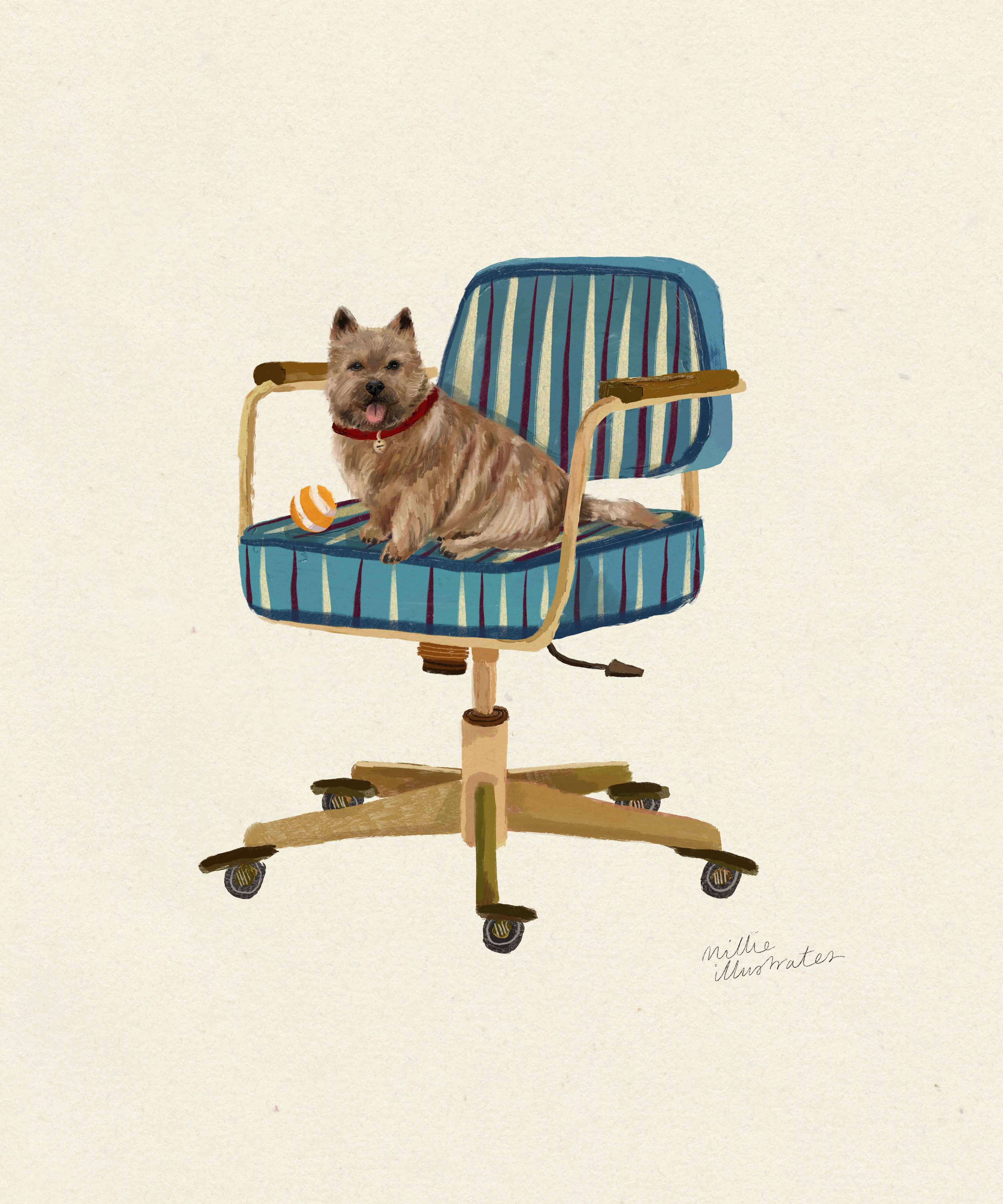 norwichterrier.jpg