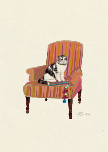 Scottish Fold - Tabby & White
