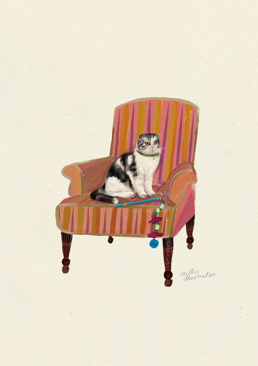 Scottish Fold - Tabby & White