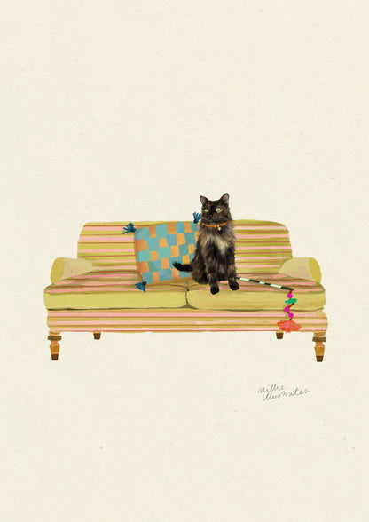 Tortoiseshell Long Haired - Domestic