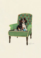 Tri-Colour Cavalier King Charles Spaniel