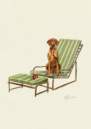 Vizsla