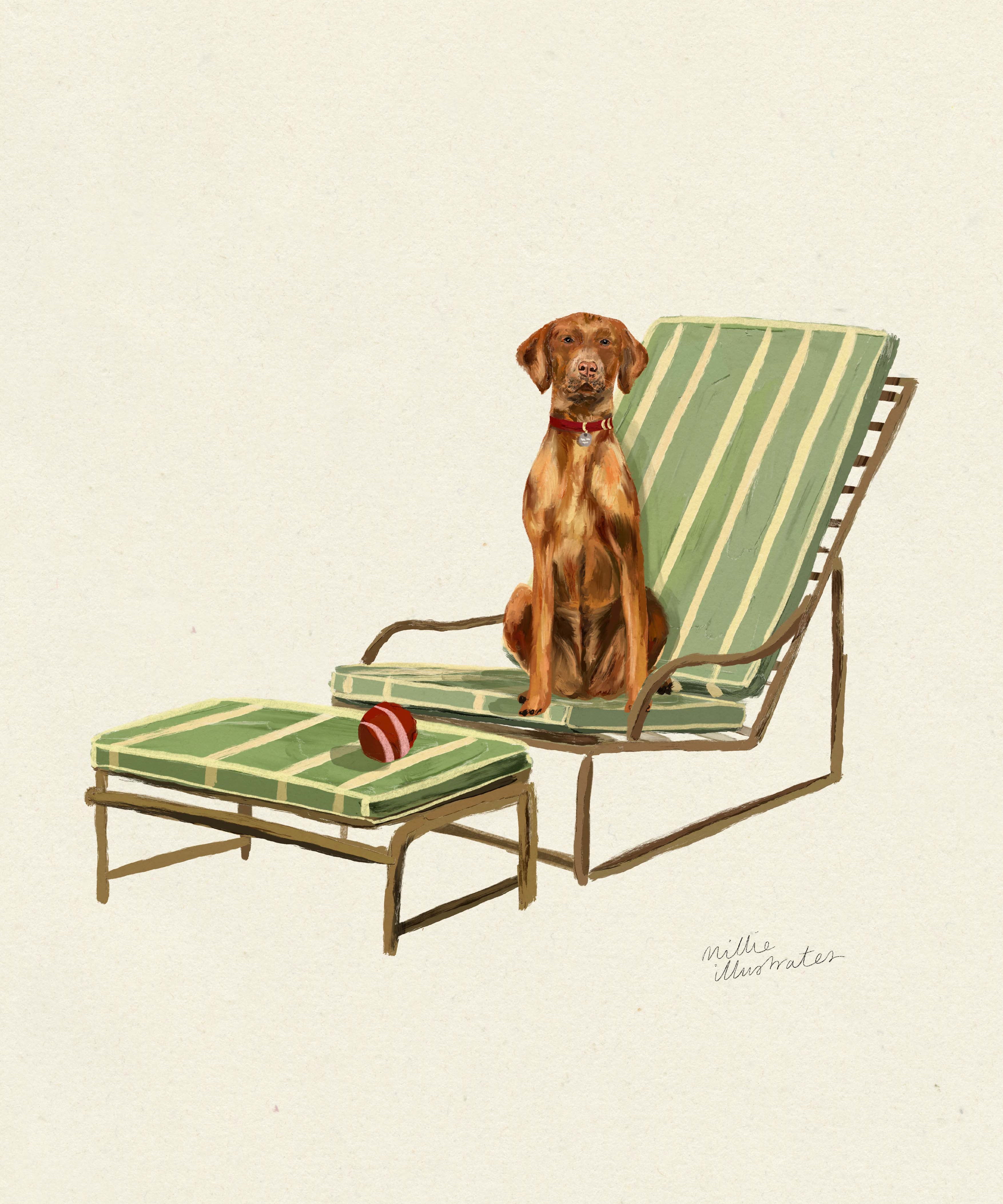vizsla.jpg